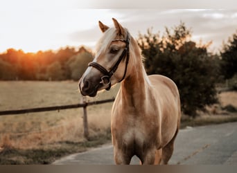 Haflinger, Caballo castrado, 4 años, 155 cm, Alazán
