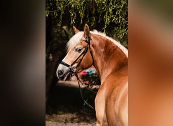 Haflinger, Caballo castrado, 4 años, 155 cm, Alazán