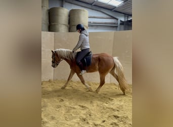 Haflinger, Caballo castrado, 4 años, 155 cm, Alazán