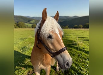 Haflinger, Caballo castrado, 4 años, 155 cm, Alazán