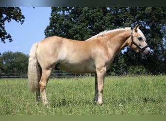 Haflinger, Caballo castrado, 4 años, Palomino