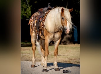 Haflinger, Caballo castrado, 4 años, Palomino