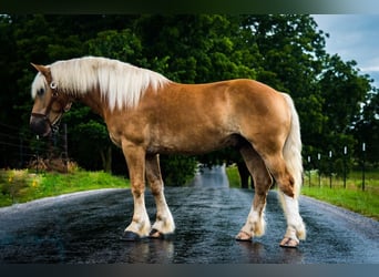 Haflinger, Caballo castrado, 4 años
