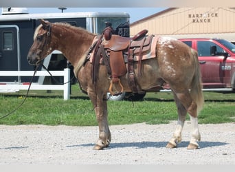 Haflinger Mestizo, Caballo castrado, 5 años, 142 cm, Alazán rojizo
