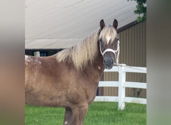 Haflinger Mestizo, Caballo castrado, 5 años, 142 cm, Alazán rojizo