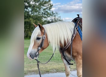 Haflinger, Caballo castrado, 5 años, 142 cm, Alazán rojizo