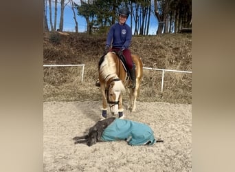 Haflinger, Caballo castrado, 5 años, 143 cm, Alazán