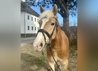 Haflinger, Caballo castrado, 5 años, 143 cm, Alazán