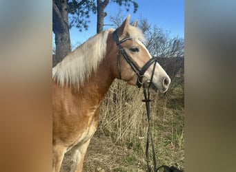 Haflinger, Caballo castrado, 5 años, 143 cm, Alazán