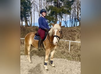 Haflinger, Caballo castrado, 5 años, 143 cm, Alazán