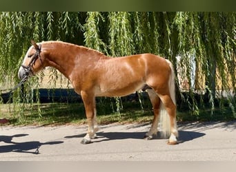 Haflinger, Caballo castrado, 5 años, 144 cm, Alazán