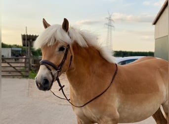 Haflinger, Caballo castrado, 5 años, 145 cm, Alazán