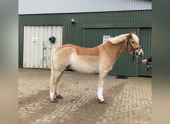 Haflinger, Caballo castrado, 5 años, 145 cm, Alazán