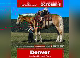 Haflinger, Caballo castrado, 5 años, 145 cm