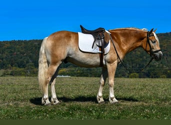 Haflinger, Caballo castrado, 5 años, 145 cm