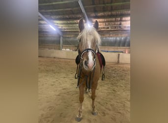 Haflinger Mestizo, Caballo castrado, 5 años, 145 cm, Palomino