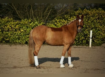 Haflinger, Caballo castrado, 5 años, 146 cm, Alazán