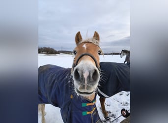Haflinger, Caballo castrado, 5 años, 147 cm, Palomino