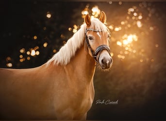 Haflinger, Caballo castrado, 5 años, 147 cm, Palomino