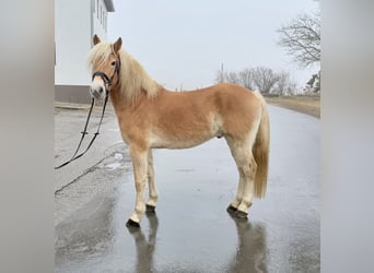Haflinger, Caballo castrado, 5 años, 148 cm, Alazán