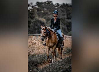 Haflinger, Caballo castrado, 5 años, 148 cm