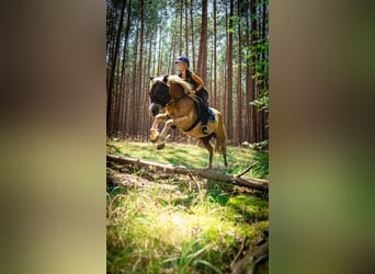 Haflinger, Caballo castrado, 5 años, 148 cm