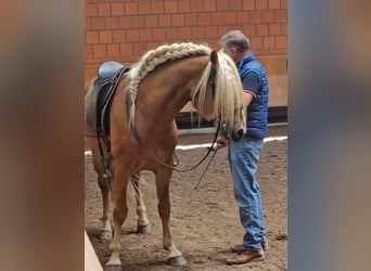 Haflinger, Caballo castrado, 5 años, 150 cm, Alazán