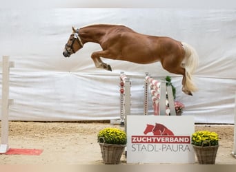 Haflinger, Caballo castrado, 5 años, 150 cm, Alazán