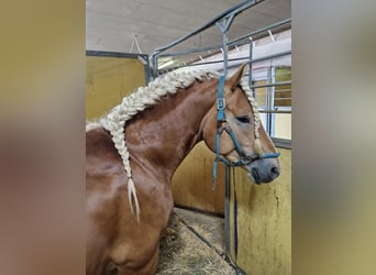 Haflinger, Caballo castrado, 5 años, 150 cm, Alazán