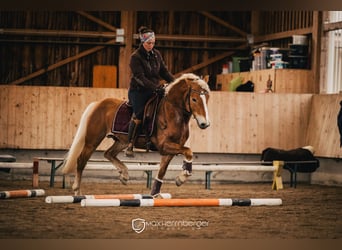 Haflinger, Caballo castrado, 5 años, 150 cm, Alazán