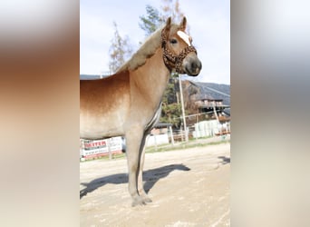 Haflinger, Caballo castrado, 5 años, 150 cm, Alazán