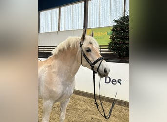 Haflinger, Caballo castrado, 5 años, 150 cm, Alazán