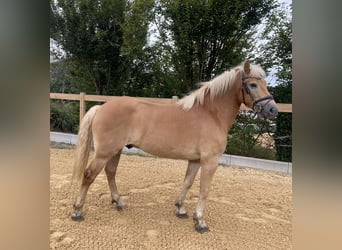 Haflinger, Caballo castrado, 5 años, 150 cm, Alazán