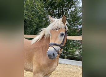 Haflinger, Caballo castrado, 5 años, 150 cm, Alazán