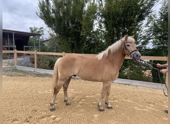 Haflinger, Caballo castrado, 5 años, 150 cm, Alazán