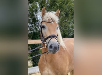 Haflinger, Caballo castrado, 5 años, 150 cm, Alazán