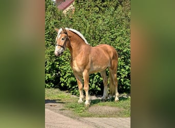 Haflinger Mestizo, Caballo castrado, 5 años, 150 cm, Alazán