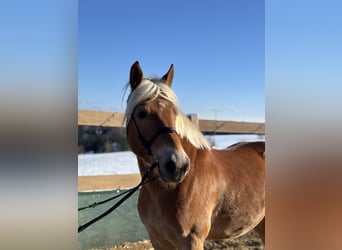 Haflinger, Caballo castrado, 5 años, 150 cm