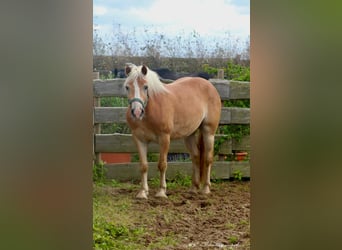 Haflinger, Caballo castrado, 5 años, 150 cm, Castaño claro