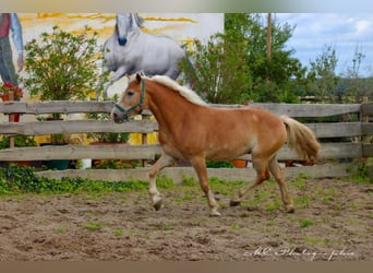 Haflinger, Caballo castrado, 5 años, 150 cm, Castaño claro