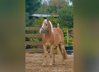 Haflinger, Caballo castrado, 5 años, 150 cm, Castaño claro