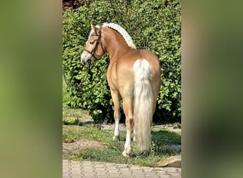 Haflinger, Caballo castrado, 5 años, 150 cm, Palomino