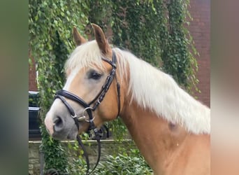 Haflinger, Caballo castrado, 5 años, 152 cm