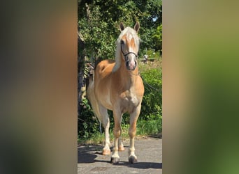 Haflinger, Caballo castrado, 5 años, 152 cm, Palomino