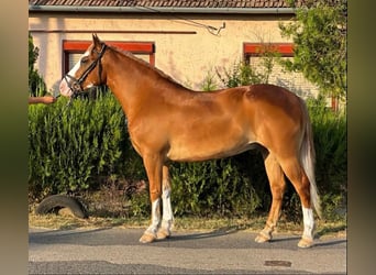 Haflinger Mestizo, Caballo castrado, 5 años, 153 cm, Alazán