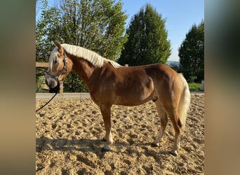 Haflinger, Caballo castrado, 5 años, 153 cm, Alazán