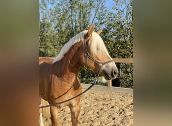 Haflinger, Caballo castrado, 5 años, 153 cm, Alazán