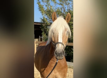 Haflinger, Caballo castrado, 5 años, 153 cm, Alazán