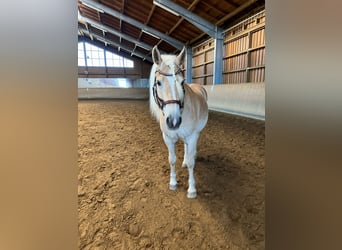 Haflinger, Caballo castrado, 5 años, 153 cm, Alazán