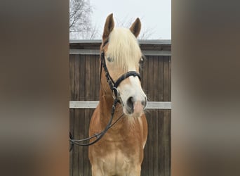 Haflinger, Caballo castrado, 5 años, 154 cm, Alazán